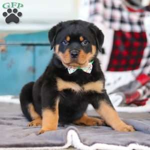 Kobe, Rottweiler Puppy